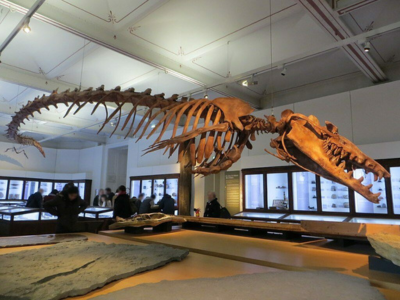 Alabama Fossil