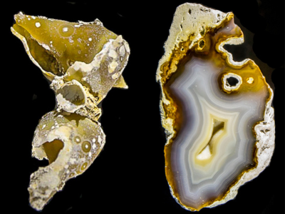 Florida Fossil