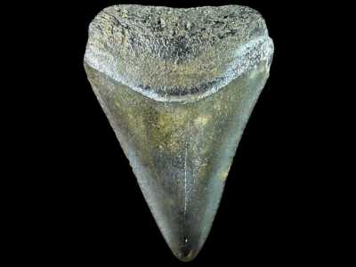 Georgia Fossil
