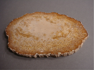 Louisiana Fossil