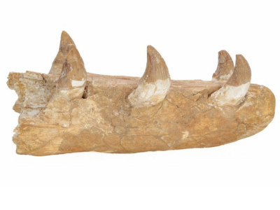 Mississippi Fossil