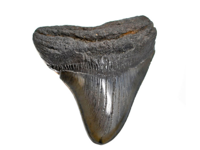 North Carolina Fossil