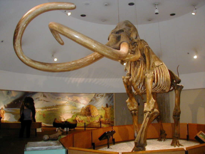 South Carolina Fossil