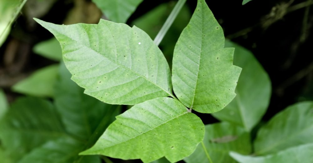 Tips and Tricks for Spotting and Treating Poison Ivy