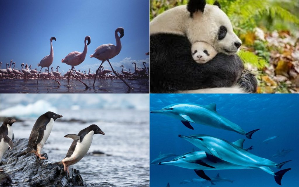 Disneynature-collage