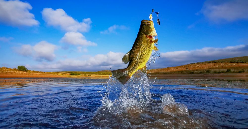 Get Ready for Fall Bass Fishing with These 5 Incredible Baits