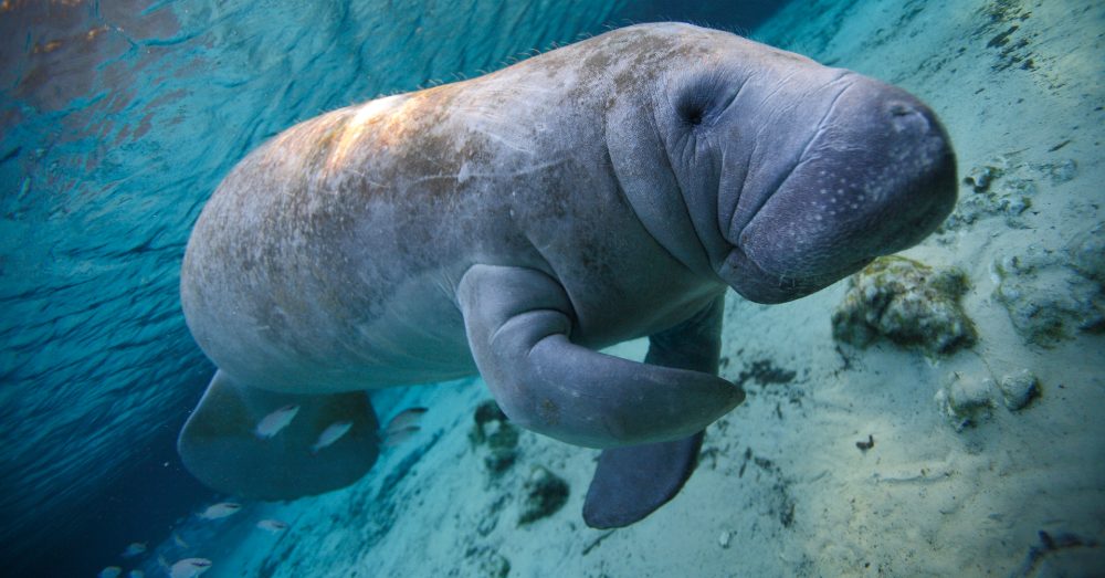Swimming With Manatees is a Dream Come True in These 6 Places