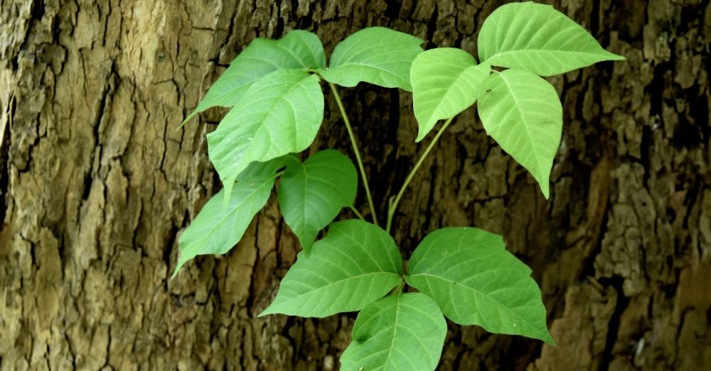 Poisonous Plants to Avoid on Your Next Hike