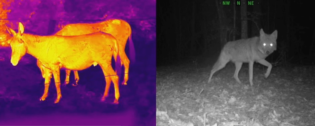 night vision vs thermal imaging